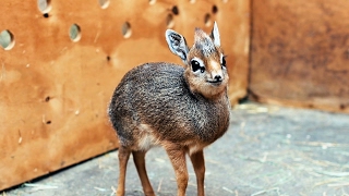 Adorable Baby DikDik Antelope Is Only 19cm Tall ZooBorns [upl. by Clemente]