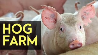 Hog Farm Backyard Hog Fattening  FULL Version  Agribusiness How It Works [upl. by Arved]