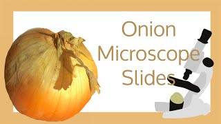 Onion Cell Microscope Slide Experiment [upl. by Euqinaj183]