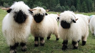 Valais Blacknose Sheep  World’s Cutest Sheep [upl. by Ialda]