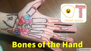 Bones of the Hand and How to Palpate Them [upl. by Yzmar]