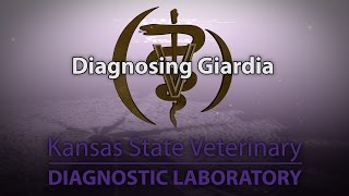 Diagnosing Giardia [upl. by Raines]