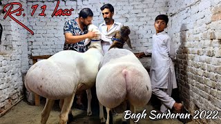 Bagh Sardaran Mandi 2022  Bagh Sardaran Rawalpinid  🐑 Dumba Khareed Liya 😍 Bakra Mandi 2022  JNTV [upl. by Rigdon506]