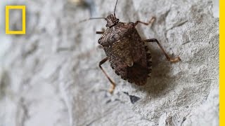 Fighting the Invasive Stinkbug  National Geographic [upl. by Figueroa]