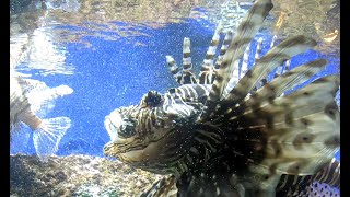 AQUARIUM DE CANET EN ROUSSILLON [upl. by Dachi]