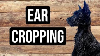 Ear Cropping in Giant Schnauzer Puppy [upl. by Boccaj]