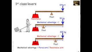 Lever systems in the human body [upl. by Manoff]