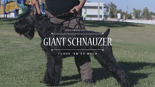 What Makes GIANT SCHNAUZERS the BEST Breed [upl. by Evvy]