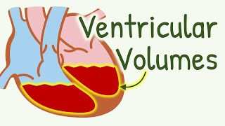 Ventricular Volume During Cardiac Cycle  End Diastolic Volume End Systolic Volume Stroke Volume [upl. by Calvo364]