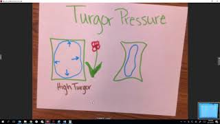 Turgor pressure tutorial [upl. by Enilec]