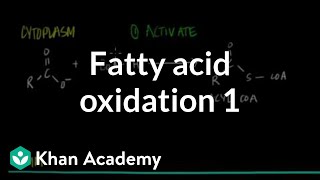 Fatty Acid Oxidation  Part I [upl. by Lessard]