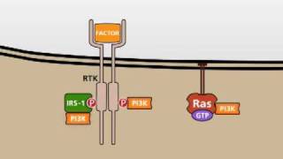 The PI3KAKT signalling pathway [upl. by Aicilram]