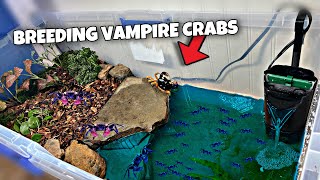 Breeding Vampire Crabs For Profit DIY [upl. by Ardnot541]