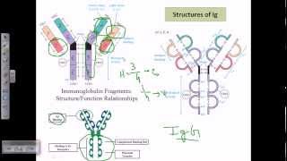 Antibody structure [upl. by Marb901]