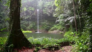 Habitats Rainforests CLIP [upl. by Odlauso436]