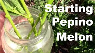 How to Propagate Pepino Melons 3 Ways Cuttings Layering and Self Layered [upl. by Barta]