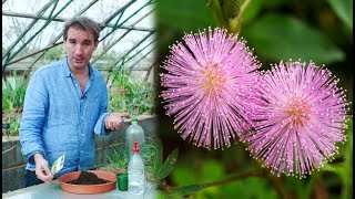 How to grow Sensitive Plants 2019 Hanson Box [upl. by Main]