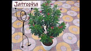 Jatropha plant care  Spicy Jatropha care  Flowering plant [upl. by Wolf502]