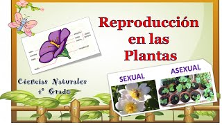 Reproducción de las plantas 4° grado [upl. by Ttayw455]