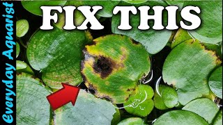 Floating Plant Care Guide  Which Is Best For You [upl. by Sidoon]