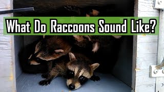 What Do Raccoons Sound Like [upl. by Alleinnad32]