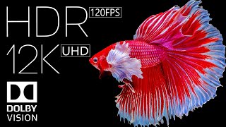 Real 12K HDR 120fps Dolby Vision [upl. by Clardy954]