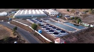 First Time In India Turmeric Vertical Farming By A S Agri And Aqua LLP Mahrashtra [upl. by Toiboid]