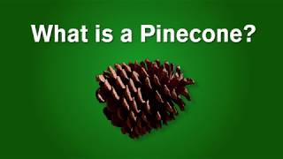 What is a Pinecone [upl. by Lani]