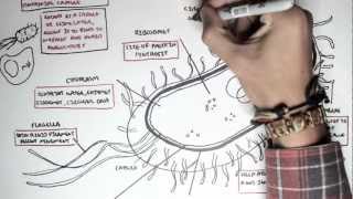 Microbiology  Bacteria Structure [upl. by Yennek738]