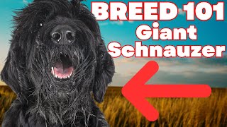 BREED 101 GIANT SCHNAUZER Everything You Need To Know About The Giant Schnauzer [upl. by Bernelle]