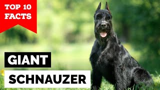 Giant Schnauzer  Top 10 Facts [upl. by Acisse972]