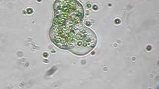 Amoeba gobbles algae cells in Mono Lake [upl. by Cherry]