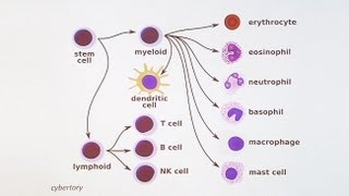 Immunology 101 The Basics and Introduction to our Patient [upl. by Charbonnier]