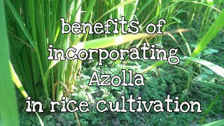 benefits of incorporating Azolla in rice cultivation [upl. by Erasmus]