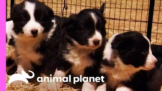 Baby Border Collies Start Learning To Herd  Too Cute [upl. by Romola]