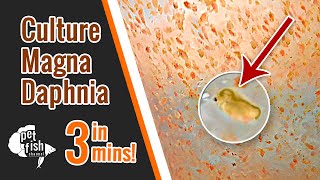 How to culture DAPHNIA MAGNA  The easy way [upl. by Melania]