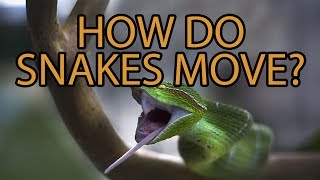 The Science of Snake Movement [upl. by Ardnohsed]