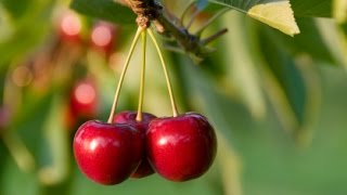 How to Grow Cherry Trees  Complete Growing Guide [upl. by O'Driscoll]