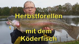 Lachsforellen im Herbst  mit Köderfisch [upl. by Assirahs748]