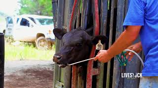 Cattle Deworming Program [upl. by Ardeen]