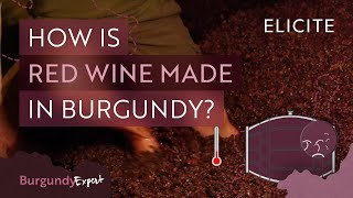 Red Winemaking In Burgundy Explained [upl. by Forsyth]