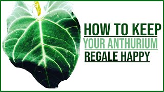 ANTHURIUM Regale Care Guide [upl. by Cohligan812]