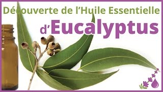 Les Eucalyptus  Huiles Essentielles incroyables 😱  Dr Françoise Couic Marinier [upl. by Fabrianna]