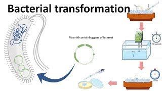 Bacterial transformation [upl. by Mair707]