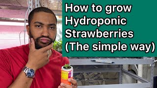 How to grow hydroponic strawberries easy [upl. by Jacquelynn474]