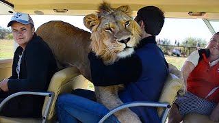 Taigan Lion Park  Where Lions Hug Tourist [upl. by Habeh213]