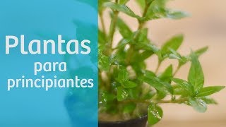 Plantas de acuario para principiantes 🌿 [upl. by Marillin]