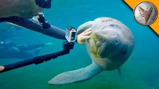 Manatees LOVE Video Cameras [upl. by Annahavas]