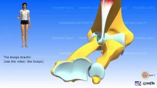 Pronationsupination The muscles [upl. by Hoban]