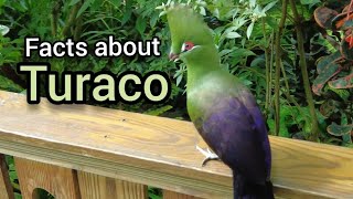 Facts about Turaco [upl. by Ylremik596]